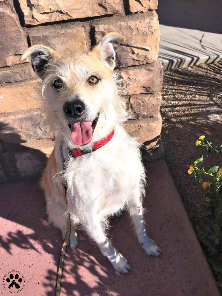 Adopt A Friend: Scooter