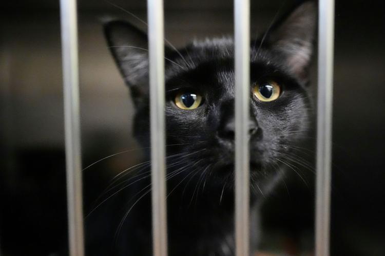 Government Shutdown Food Aid Pets