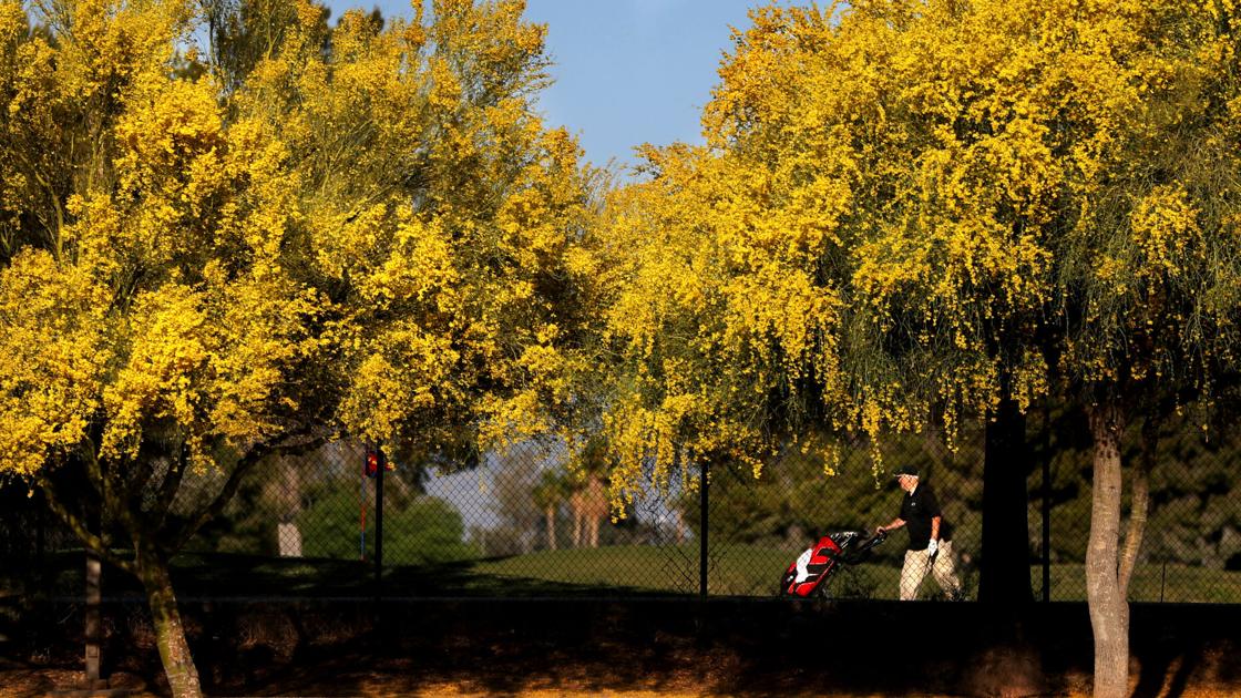 Photos: Palo Verde Trees in Bloom Photos: Palo Verde Trees in Bloom