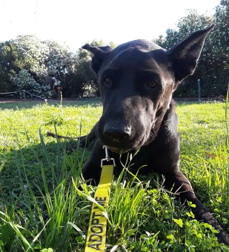 Adopt a friend: Baby Girl