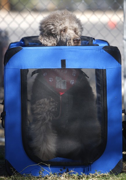 Dogtoberfest draws people, pets    