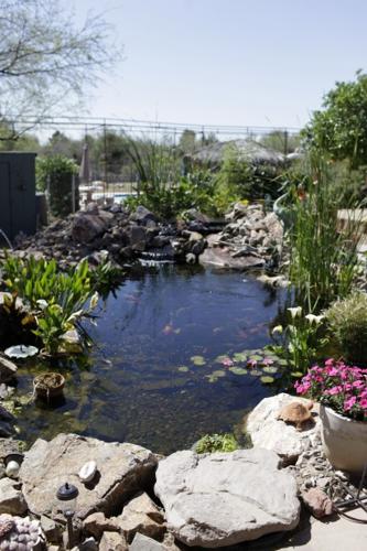 Koi ponds combine beauty, calm   