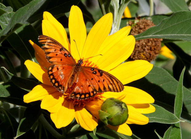 Sue Feyrer and butterflies