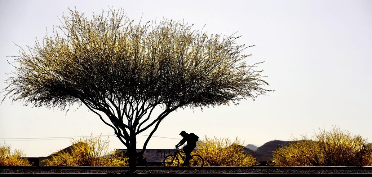 Palo verde trees (le)