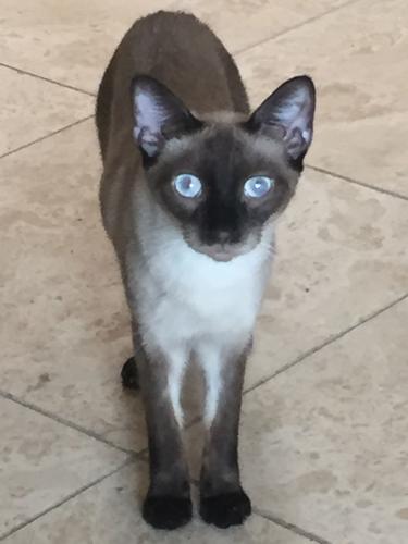 Adopt a friend: Moochy