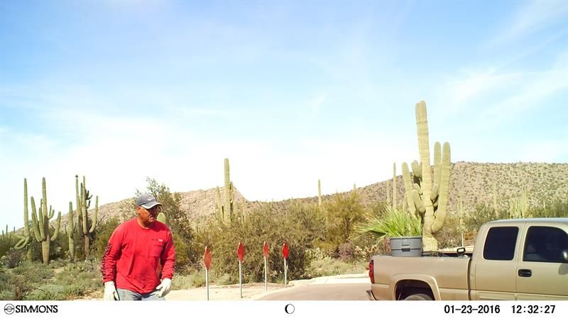 Marana cactus thefts