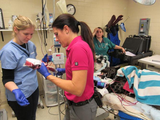 Jaguar blood transfusion