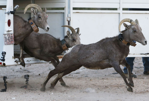 Bighorn sheep release