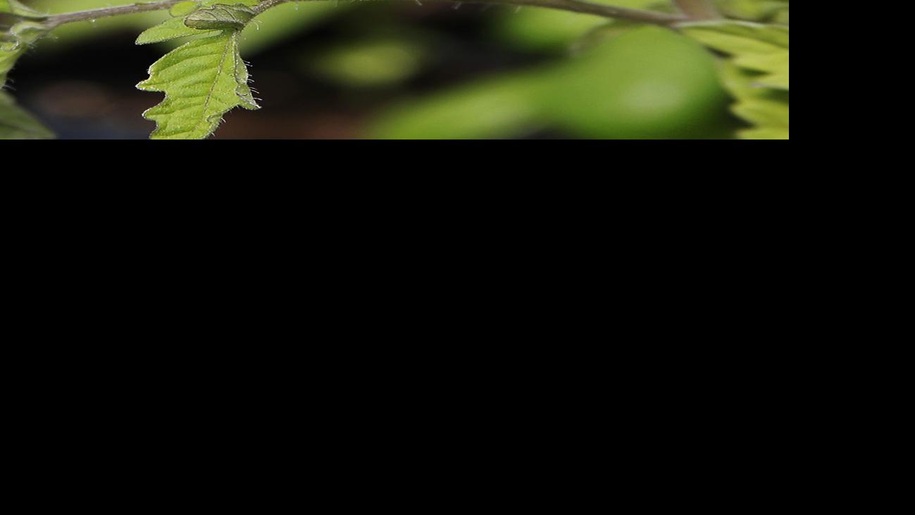 How to grow tomatoes in Southern Arizona