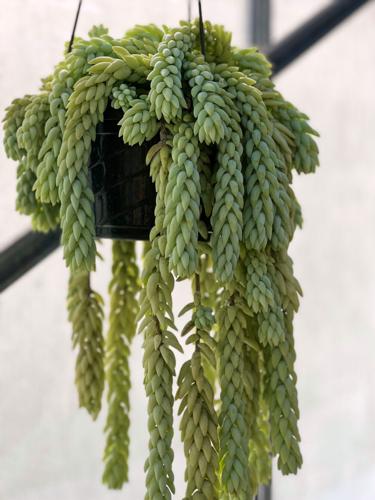 Gardening-Succulents-burro’s tail plant