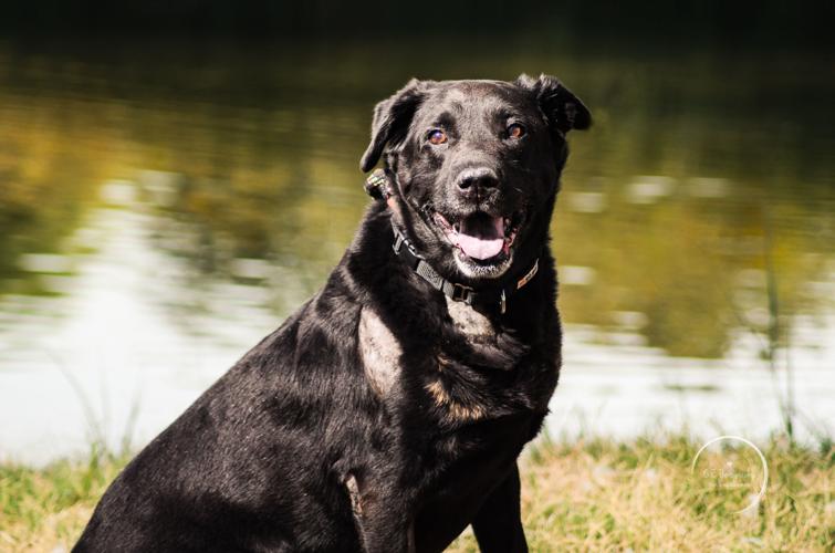 Adopt a friend: Duke