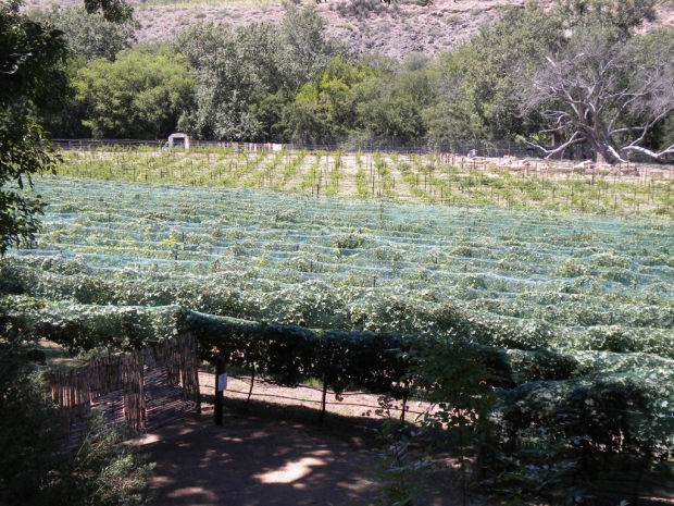 091913-cal-cwinefests-p6