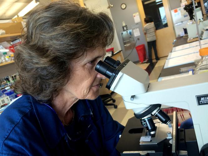 University of Arizona College of Science:  Donata Vercelli