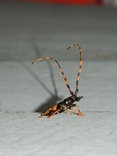 Readers' amazing insects