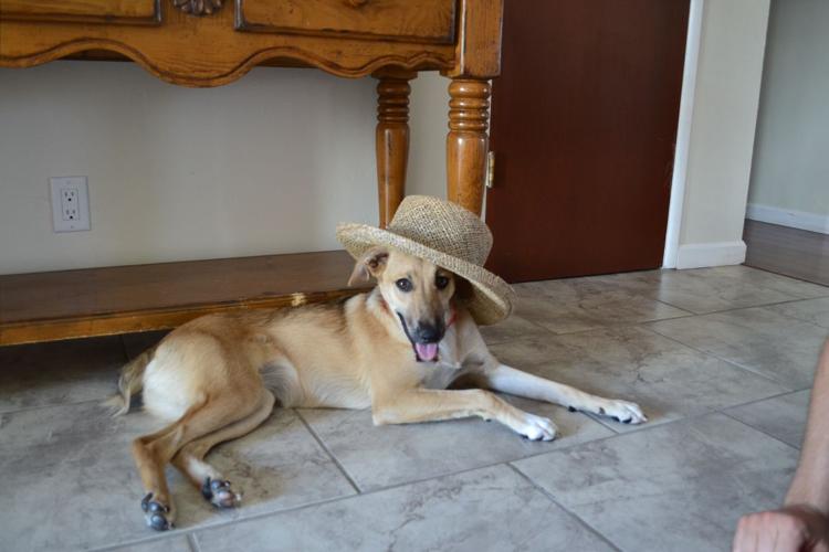 Happy National Dog Day!