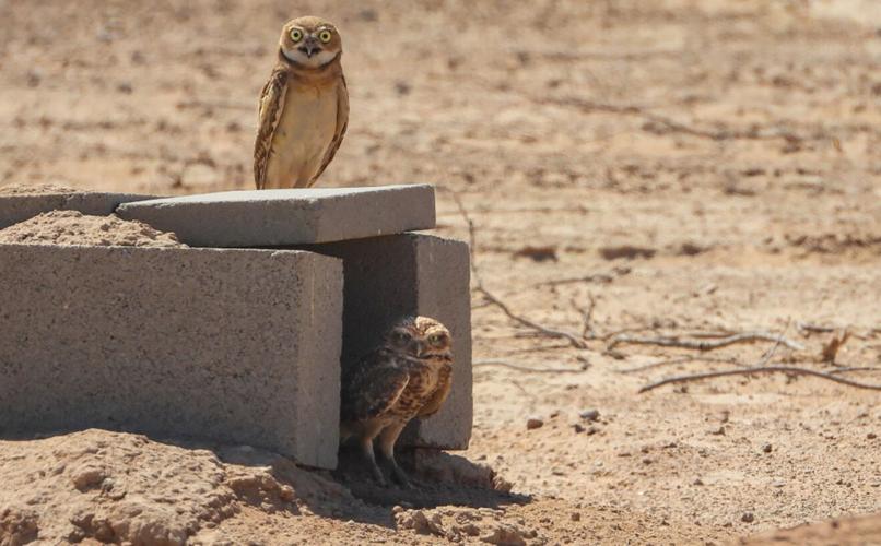 Arizona solar farm becomes haven for burrowing owls