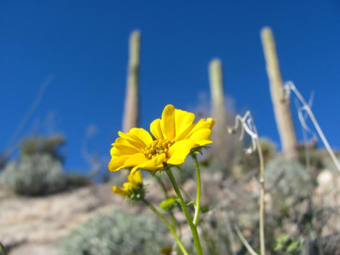 Winter bloom in Pima Canyon