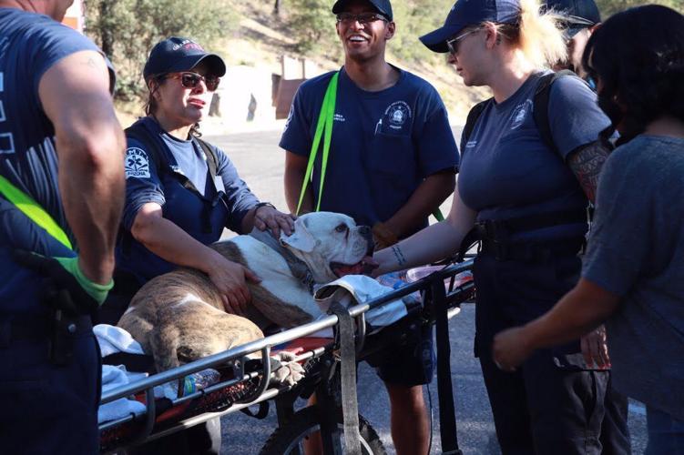 Dog rescued from Madera Canyon