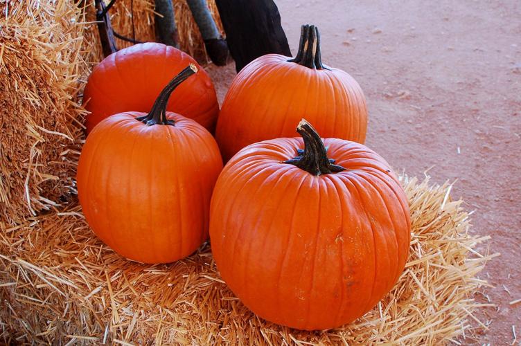Autumn in Tucson Brian and Kelly's pumpkin patch Celebrate the