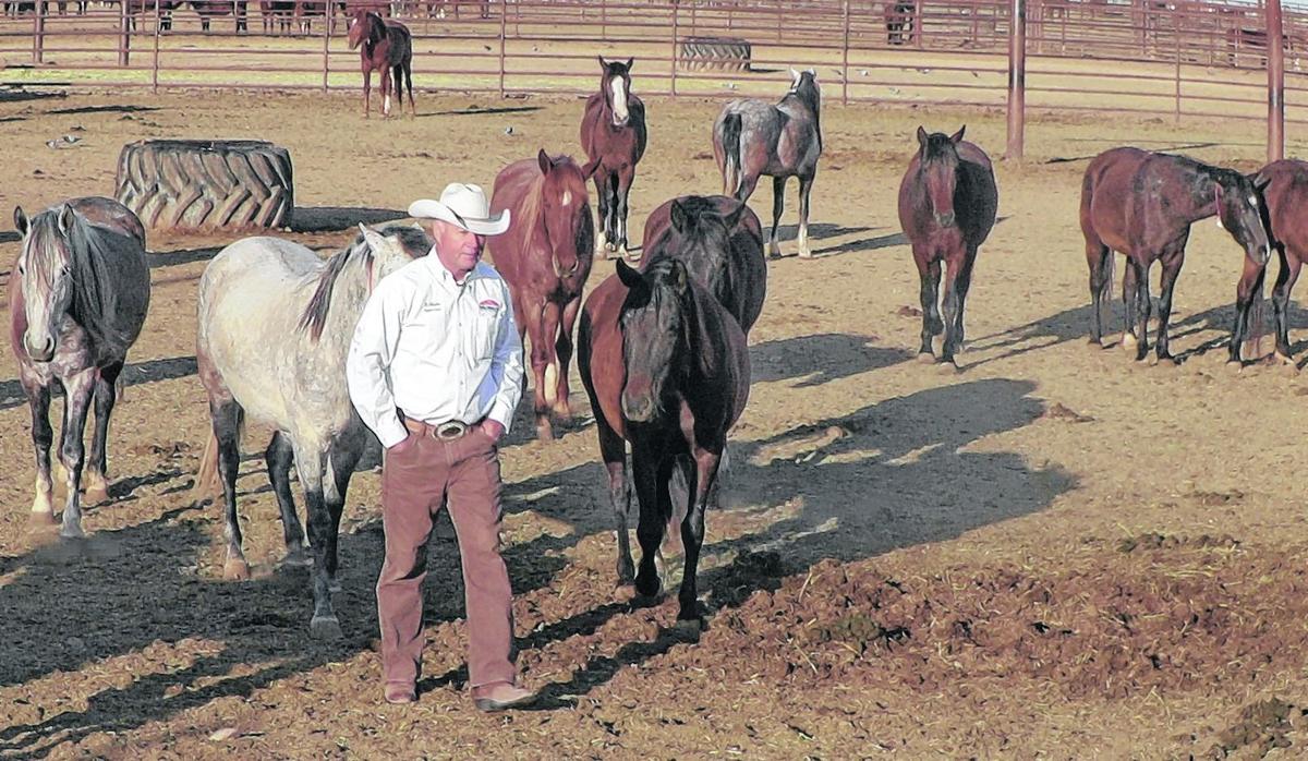 Arizona prison horse program helps inmates get on track