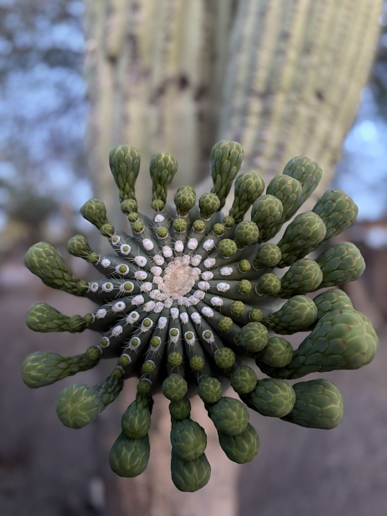 Beauty in the desert