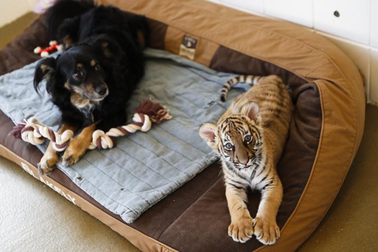 Cincinnati Zoo Tiger Cubs