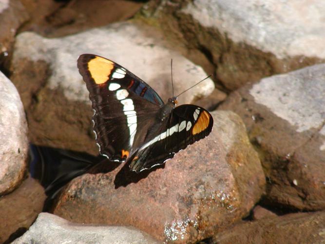 Katy Prudic and eButterfly
