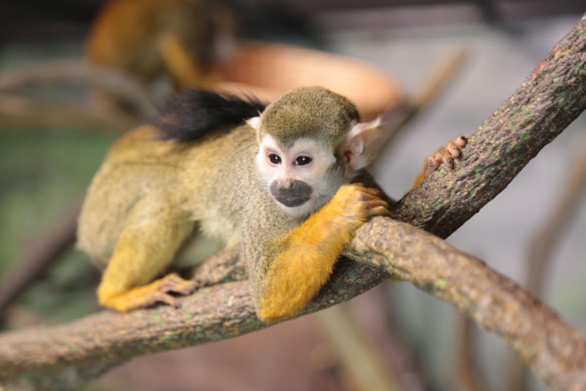 Squirrel monkey