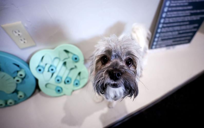 Dogs can run around off leash rain or shine at Tucson park tucson