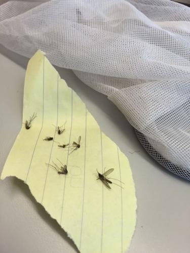 Not yet a bumper crop