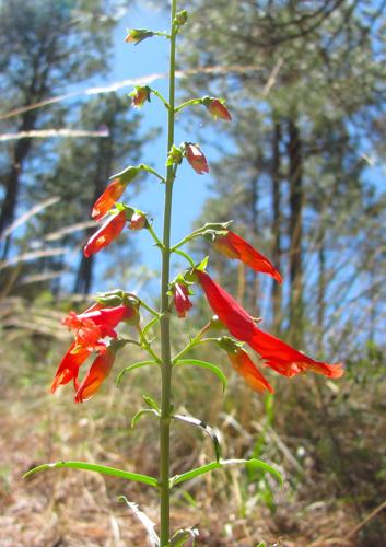 Wildflowers near the lake