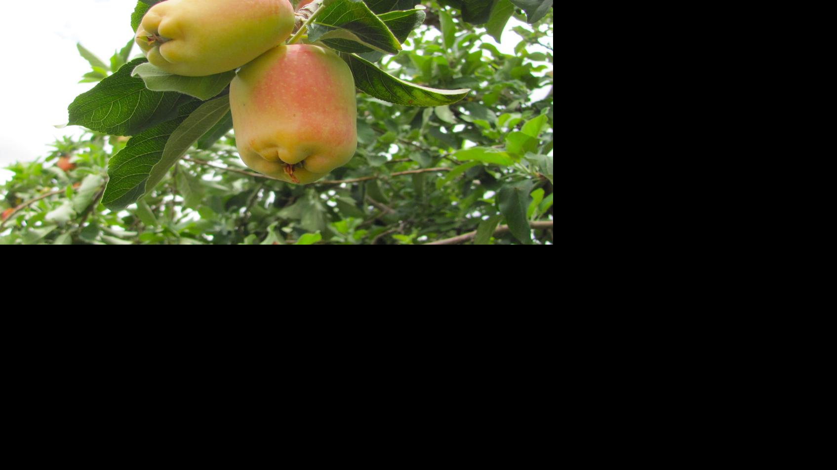 What fruit trees to grow in the southwest desert