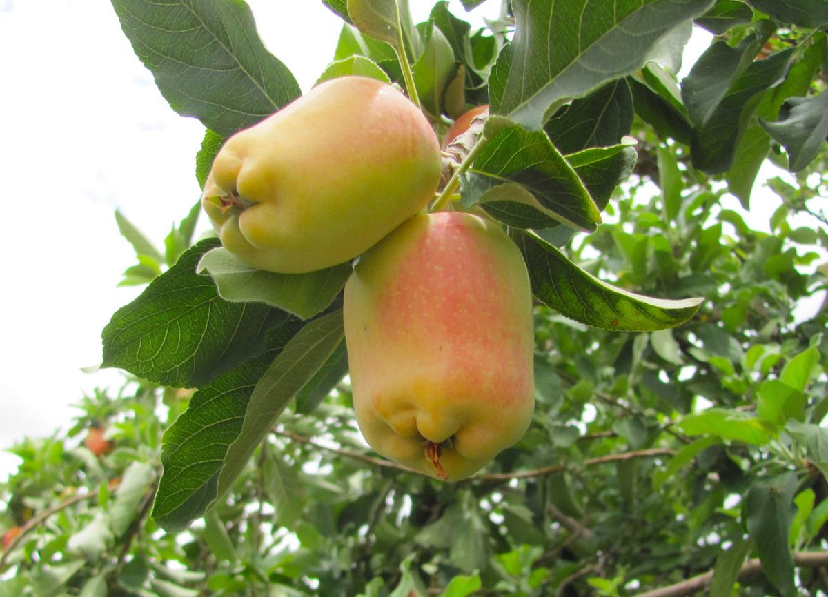Anna apple tree