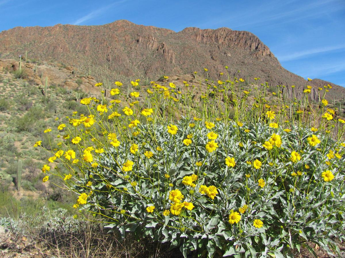 Gold poppies, other wildflowers, are putting on an early show in the desert Recreation