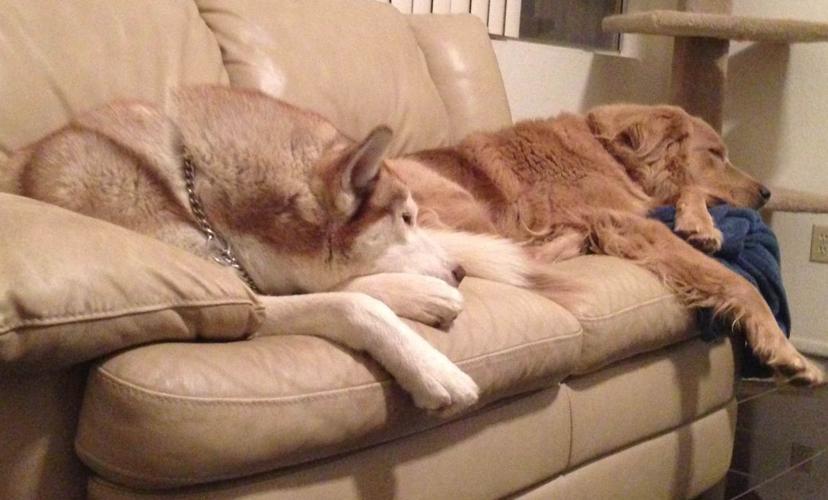 Happy National Dog Day!