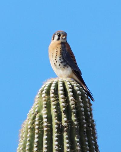American kestrel