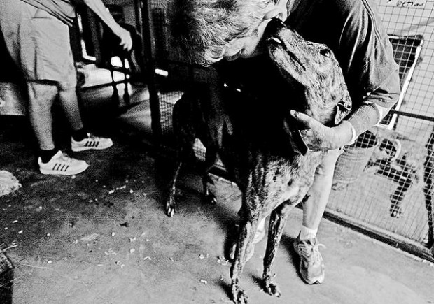 Nowhere left to run for greyhounds  