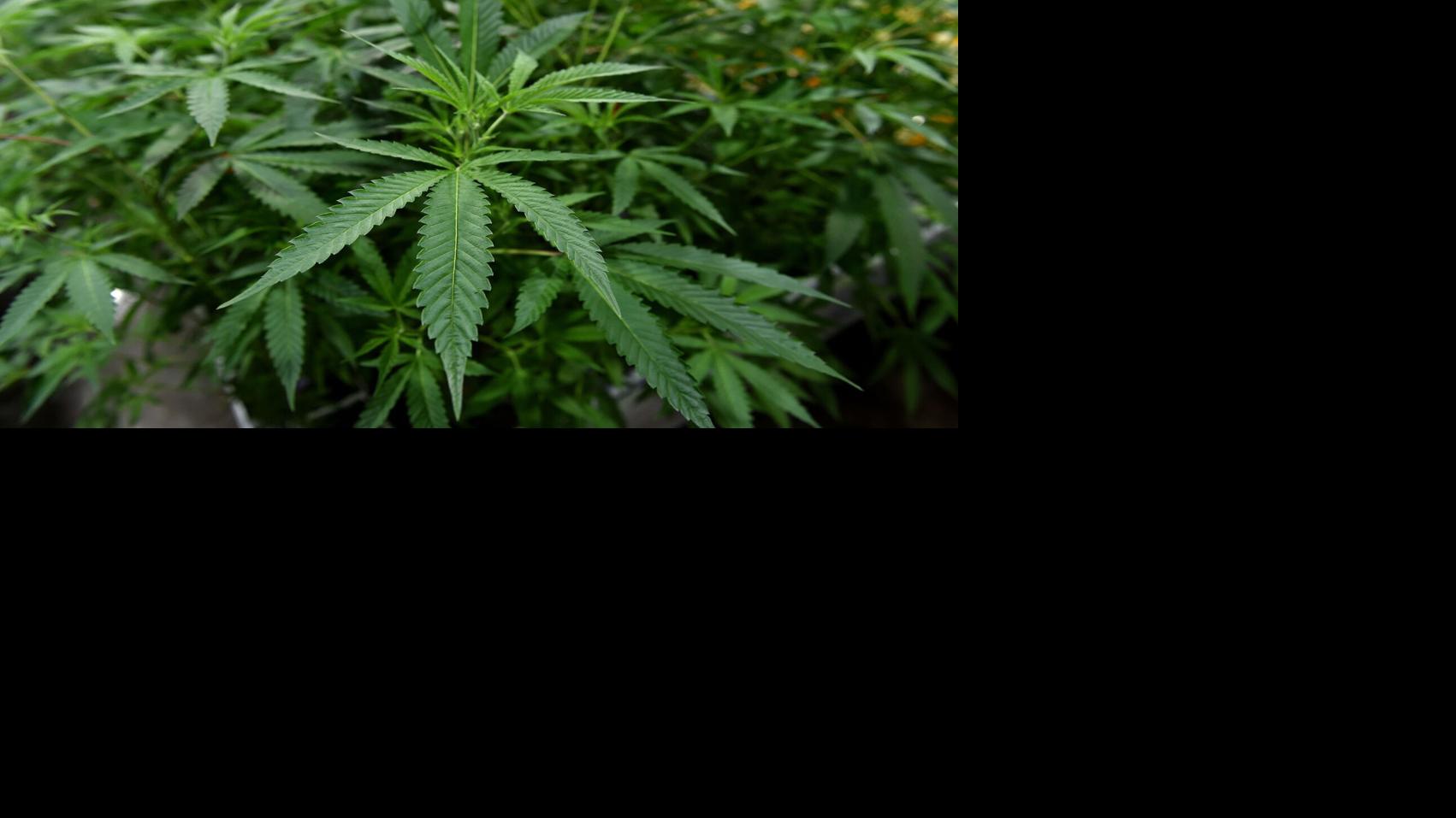 Push to send Arizona's marijuana law back to voters