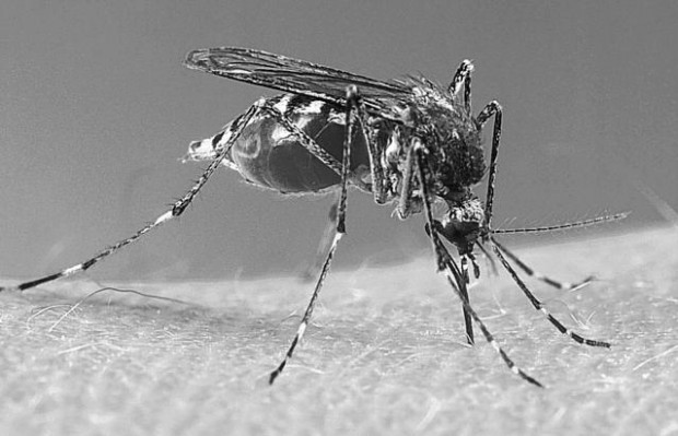 Scientists infect mosquito species in order to make pests die younger  
