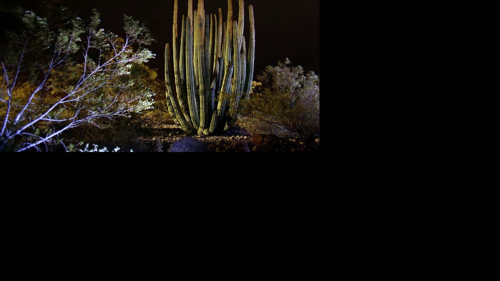 See the desert domain of the organ pipe cactus