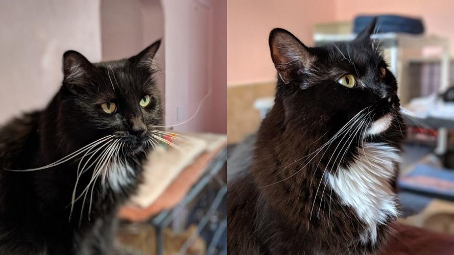 Adopt a friend: Flora and Fauna