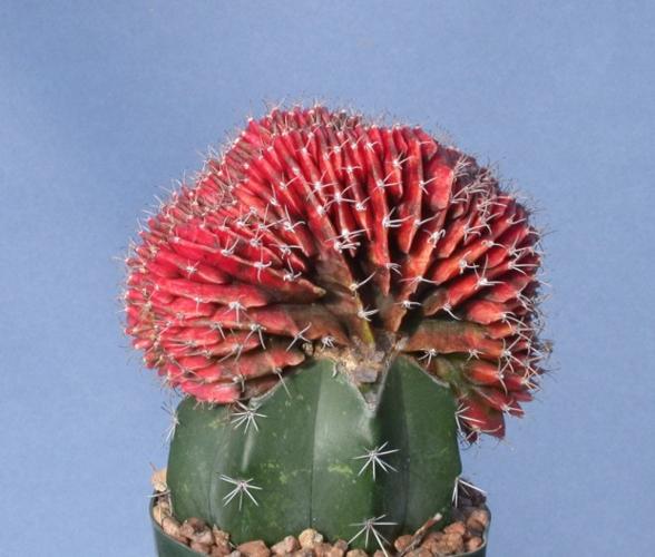 Odd progeny, when cacti intermarry    