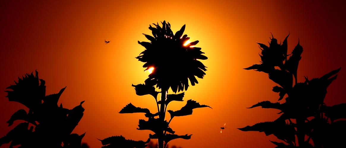 A blazing welcome to summer to Tucson