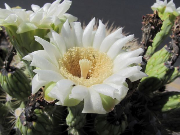 Brilliant saguaro blooms