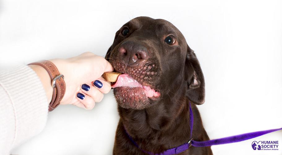 Adopt A Friend: Hershel