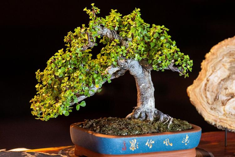 Bonsai
