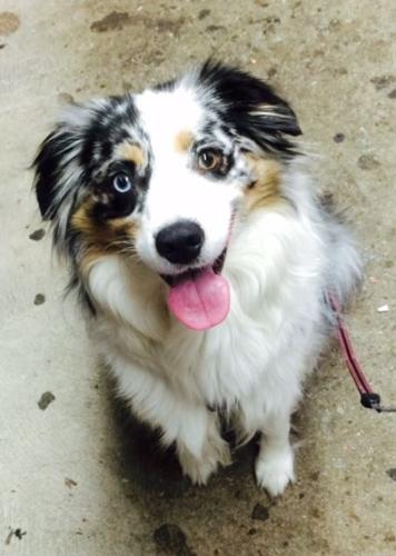 Happy National Dog Day!