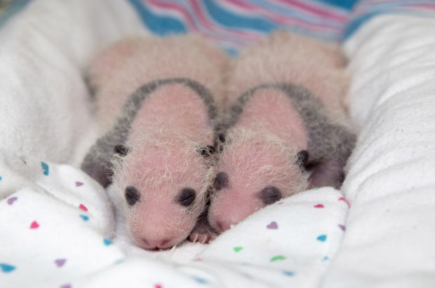 Animal shots of the week