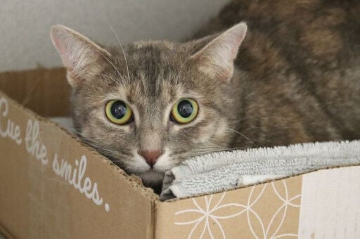 Tuna Luna