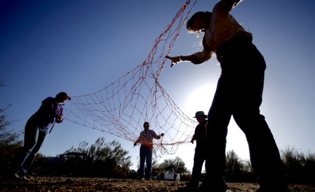 Bighorn sheep capture